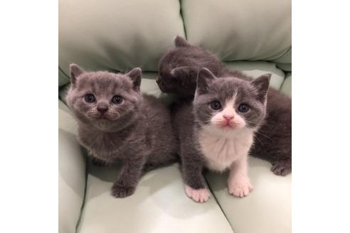 成約済の大阪府のブリティッシュショートヘア-3047の4枚目